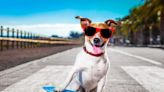 Mandatory TikTok: The Most Amazing Dog Videos of the Week 11-28-22
