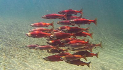Fish That School Together Save Energy, Study Finds