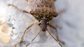 Why are stink bugs in my house? How to keep the pest out of your home this time of year