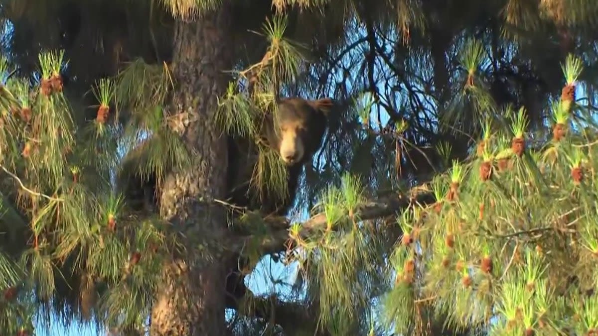 Well-traveled bear camps out in Chatsworth tree after journey from mountains