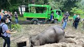 WATCH: Devoted Mom and Baby Elephant Rescued from Drainage Hole in Dramatic Ordeal