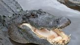 Homeless man said he was swimming in Florida lake at 2 a.m. when gator attacked