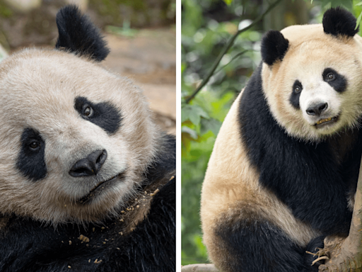 San Diego Zoo lays out plans for pandas in application filed ahead of arrival