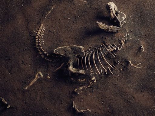 A Torrential Rainstorm Washed Over a Dig Site—and Revealed a 233-Million-Year-Old Dinosaur