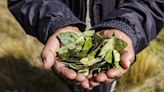 La poderosa planta medicinal de los incas: un analgésico natural que alivia el mal de altura y es un potente estimulante