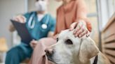USDA offers Grants for veterinarians in designated areas of Virginia