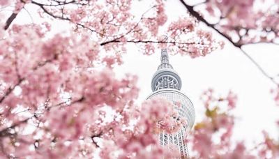 東京晴空塔下賞櫻獨一份 周邊景點、購物、美食一把抓