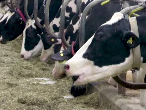 美乳牛爆禽流感 醫：酪農場應嚴格防護