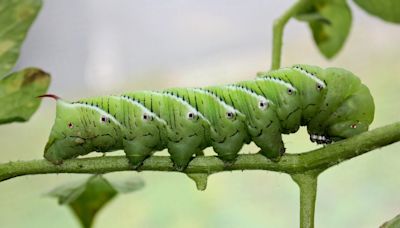 How to control garden pests without chemicals