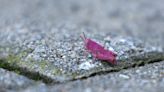 Meet Bubbles, a rare pink grasshopper now living in a London family's home