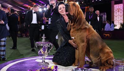 How does the Westminster Dog Show work? Explaining the rules, groups, judging for 2024 competition | Sporting News Canada