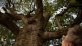 Can Ruth, the person, save Ruth, the 340-year-old tree in a new housing development?