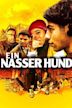 Ein Nasser Hund