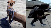 DC police looking for suspect who stole dog in Northeast