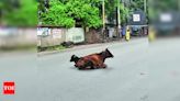 Cattle Seizure to Tackle Traffic Snarls in Ramgarh | Ranchi News - Times of India