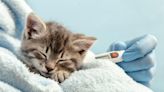 ¡Una tragedia! Extraña mutación del coronavirus ha provocado la muerte de hasta 300 mil gatos