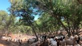 Grazing goats welcomed back to Salinas River to prevent wildfires • Paso Robles Press