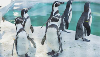 ¡Hoy es el Día Mundial del Pingüino 2024! Datos sorprendentes de esta especie en peligro de extinción