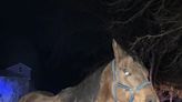 Look: Animal control officers round up loose horse in Massachusetts
