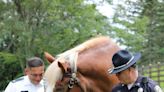 Providence police mourn death of 'ambassador' Clydesdale horse