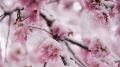 DC cherry blossoms off to early start, but winter isn't over yet