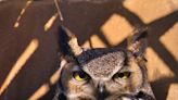 Why one Central Texas owl is getting views nationwide