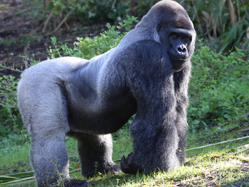 Gorilla Tells Little Boy at the Zoo to Stop Watching Him in the Most Hilarious Way