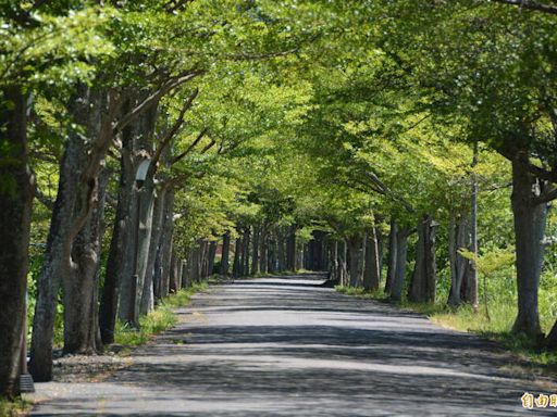 百名志工日夜守護 宜蘭頭城綠色隧道成新秘境