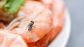 Scientists warn common flies pose greater health risk than mosquitoes because they vomit on food