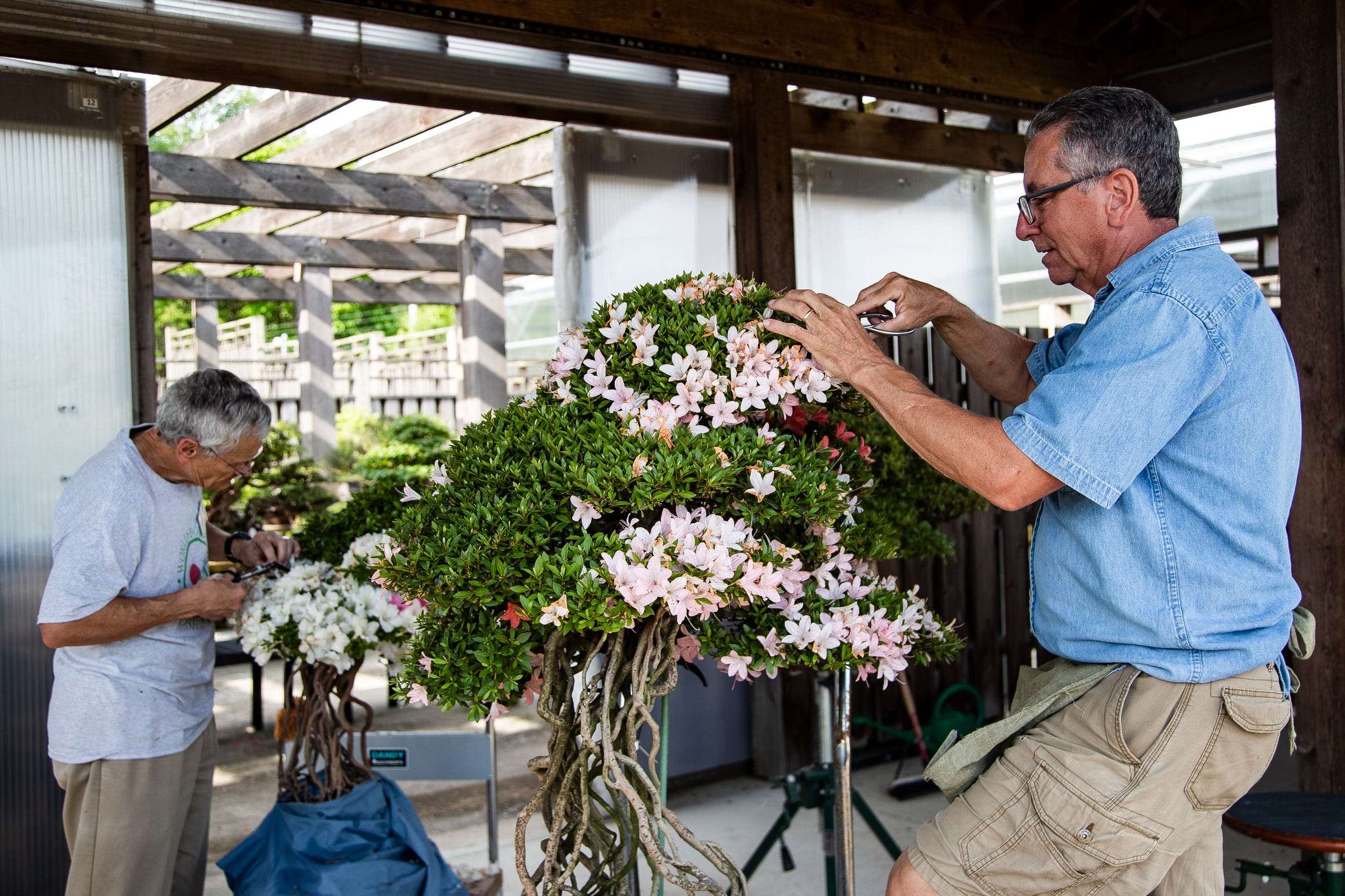 Bonsai garden trees at U-M’s Matthaei Botanical Gardens range up to 800 years old