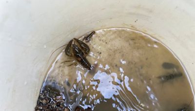 For the endangered Nashville crayfish, its rebound is both good and bad news