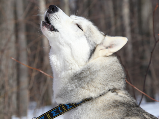 Husky's Cries of Grief Over Losing Beloved Sibling Are Absolutely Heartbreaking