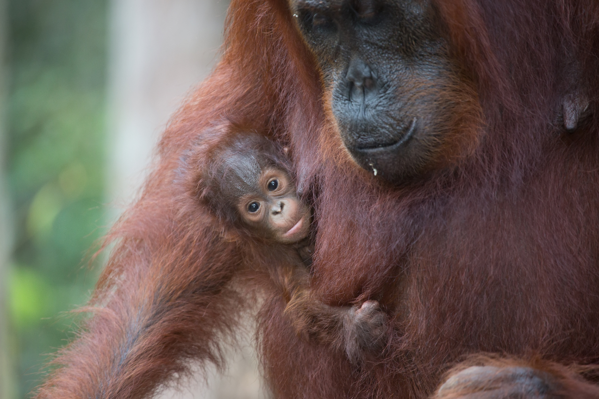 Philadelphia Zoo Welcomes Baby Sumatran Orangutan and the First Video Is Melting Hearts