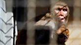 Laredo monkey that was hit by car gets new life at South Texas primate sanctuary