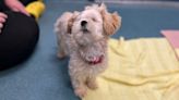 Blind dog up for adoption at K-W Humane Society