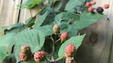 MARLOWE: Bramble fruits are easy to grow