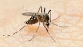 “Se espera que en breve se apruebe”: una vacuna contra el virus del dengue aguarda la autorización de la Anmat