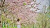 夢幻花旗木花海藏親子公園！彩虹溜滑梯噴水池賞花放電一起玩