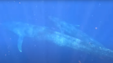 Pela primeira vez, cientistas captam baleia-azul amamentando e fazendo cocô