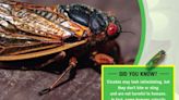 'Cicadas Don't Bug Me' book teaches kids to overcome fears of big bugs