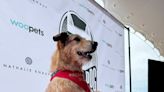 Palm Dog: Kodi, star of ‘Dog on Trial,’ is the top dog of Cannes