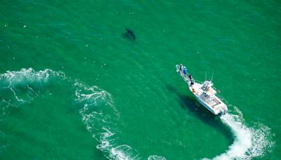 You’re Gonna Need A Bigger Catalog: Cape Cod’s Great White Shark Population Keeps Growing