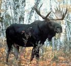 Western moose