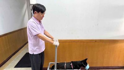 嘉義家畜所救援浪犬 民眾透露：此處找不到一隻肢體完整的犬隻 | 蕃新聞