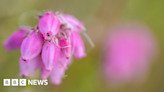 Scotland's Flow Country wins Unesco world heritage listing