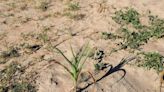 Southern Africa faces hunger as el Nino drought kills crops