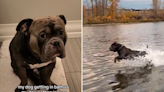 Dog "obsessed" with swimming in river—doesn't feel the same about the bath