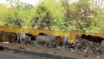 Dumped waste becoming cattle meal