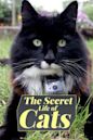 The Secret Life of Cats