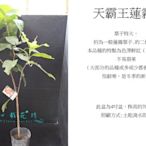 心栽花坊-天霸王蓮霧/超取會斷頭/4吋盆/蓮霧品種/水果苗/售價200特價180